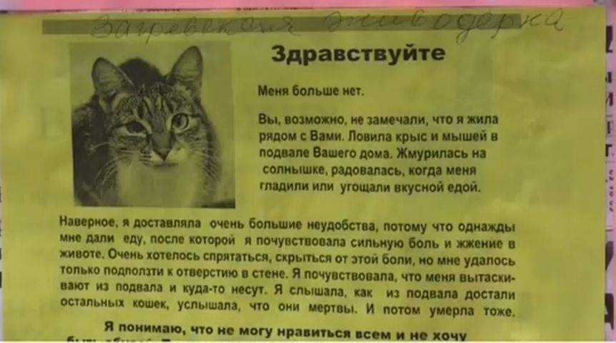 Кот умер дома от старости или болезни: что делать, как его правильно похоронить?