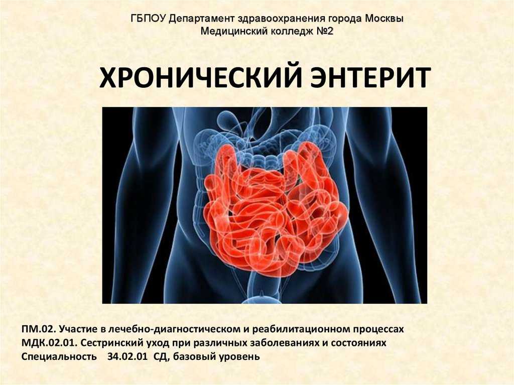 Болезни желудочно-кишечного тракта у кошек - симптомы, лечение, препараты, причины появления | наши лучшие друзья