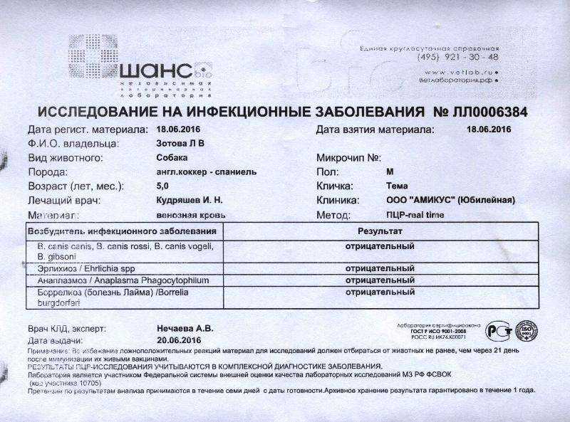 Пневмония у кошек - причины, симптомы и методы лечения