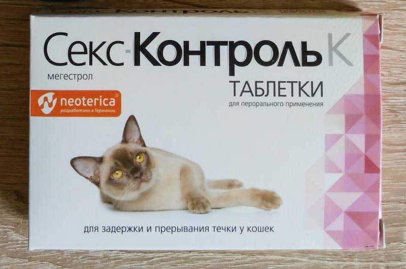 Кастрация и стерилизациястерилизация кошек во время течки: можно или нет