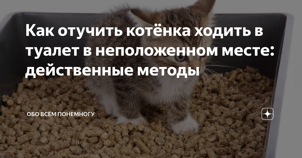 Как отучить кошку мочиться на постель - wikihow