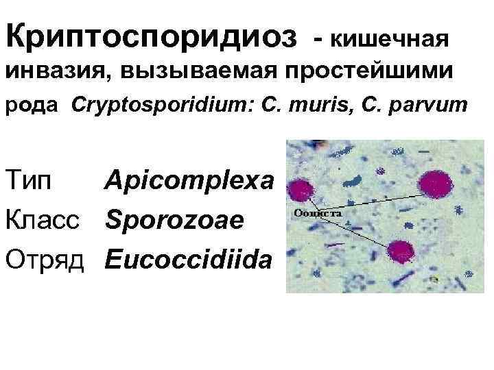 Изоспороз у кошек: возможные причины, симптомы и чем лечить