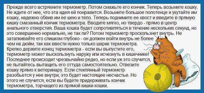 Если кошка чихает и кашляет, это является сигналом болезни, о которой необходимо знать владельцу Механизм возникновения кашля и чихания может указывать на разные причины его появления – дискомфорт,