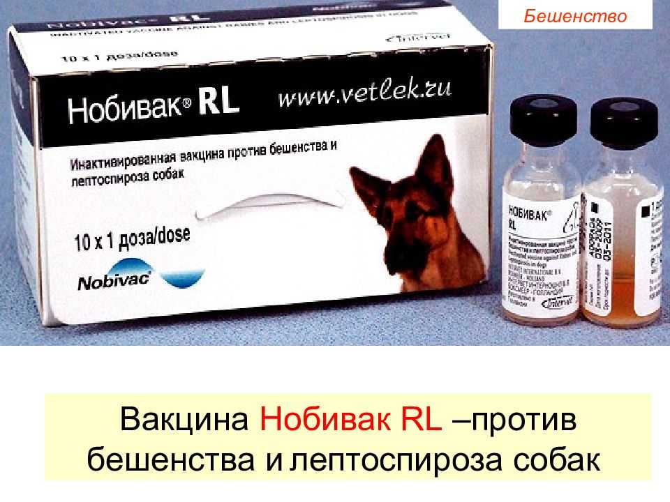 Вакцина от бешенства для собак: нобивак и другие названия