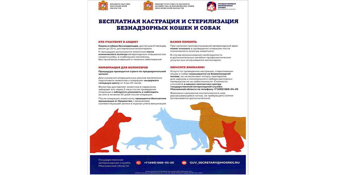 Кастрация котов и кошек