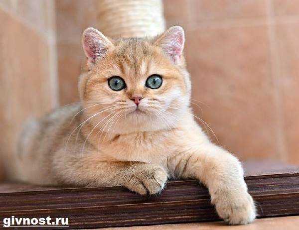 Содержание шиншиллы и кота в одной квартире