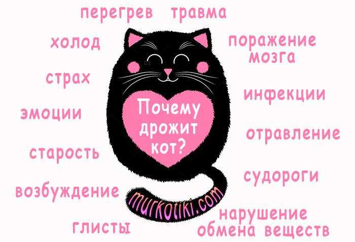 У кота отнялись задние лапы: что делать, причины, лечение