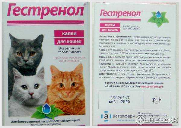 Кошка настойчиво просит кота