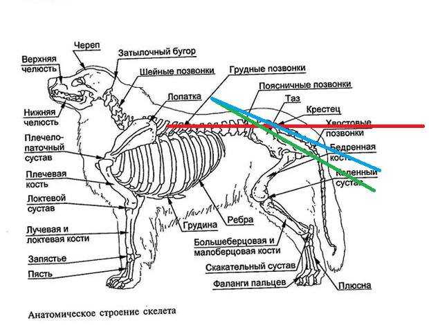 Скелет собаки: строение черепа, позвоночника, конечностей
