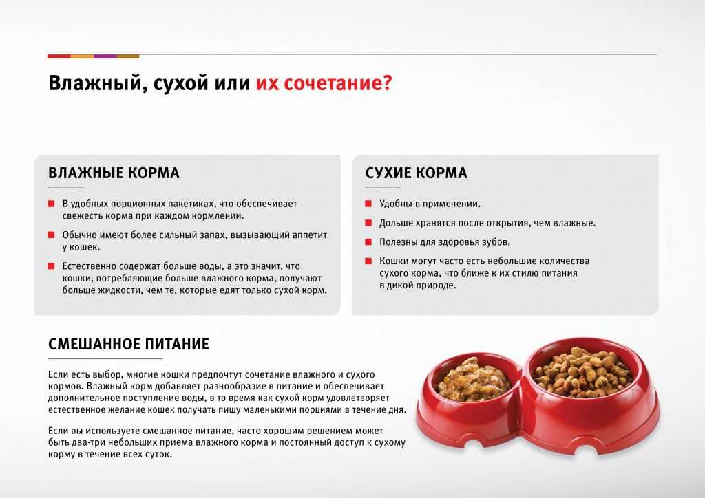 Как размочить сухой корм для щенка? правила размачивания корма
