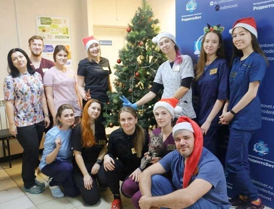 Болезни зубов у морских свинок: признаки и лечение | главная