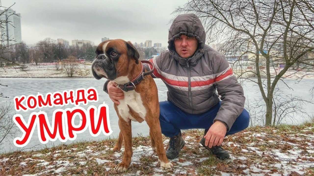Как научить собаку команде умри самостоятельно и быстро
