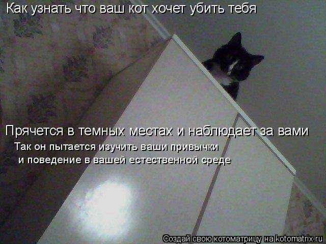 Кошка прячется в темные места - почему и что делать?