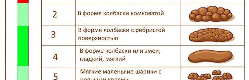 Понос у кормящей кошки: причины, диагностика, лечение | звери дома
