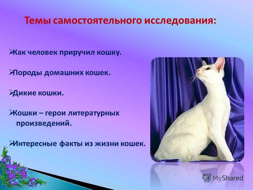 ᐉ как приручить котенка к себе: как привязать к себе кошку? - zooshop-76.ru