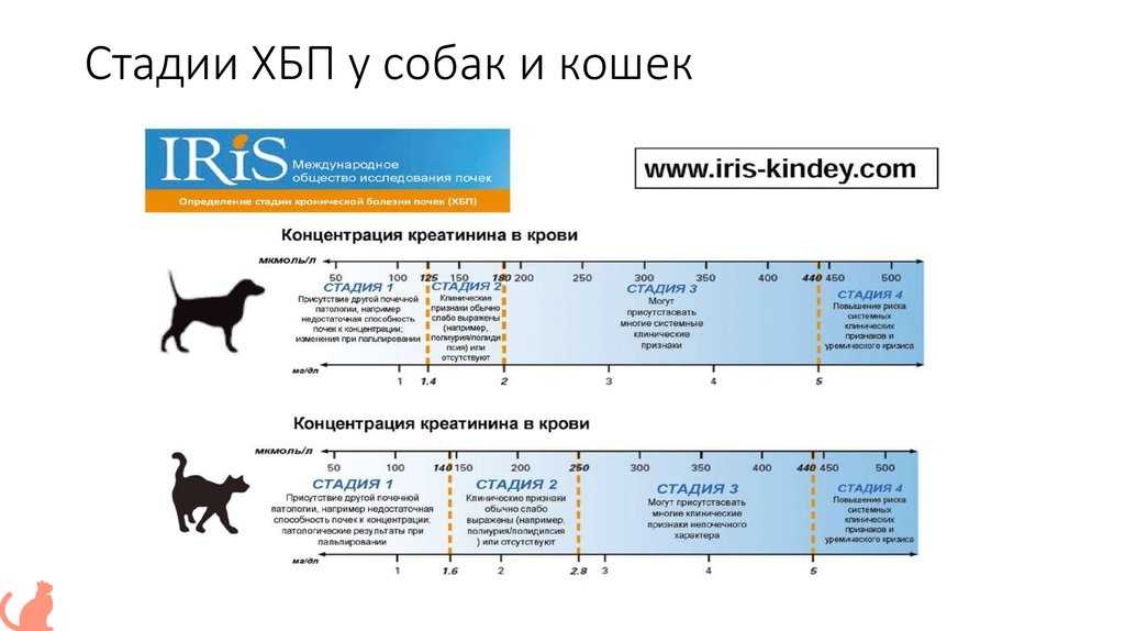 Что делать когда у котенка понос — жидкий стул у кошки ростов на дону
