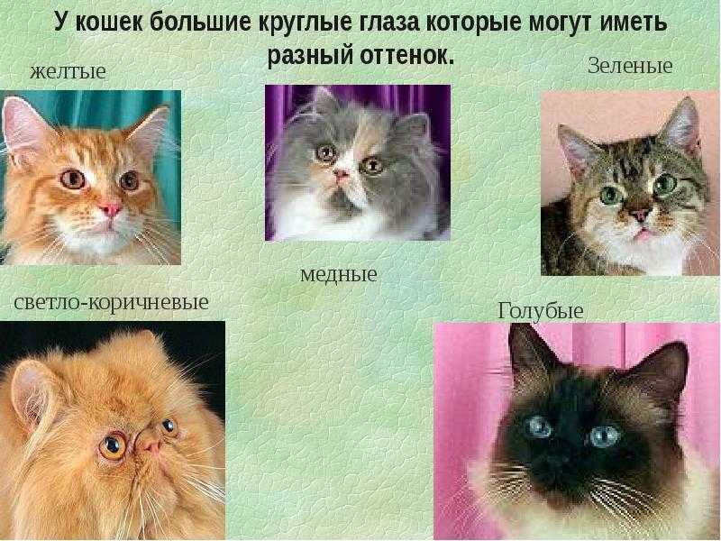 Сиамский кот черного окраса