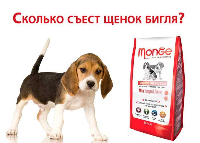 Как правильно ухаживать за щенком бигля
