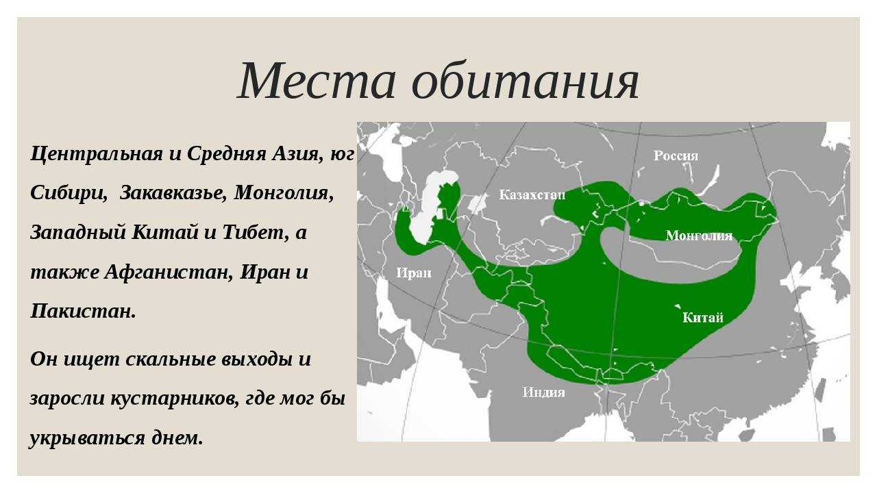 Дракон ли или ли хуа