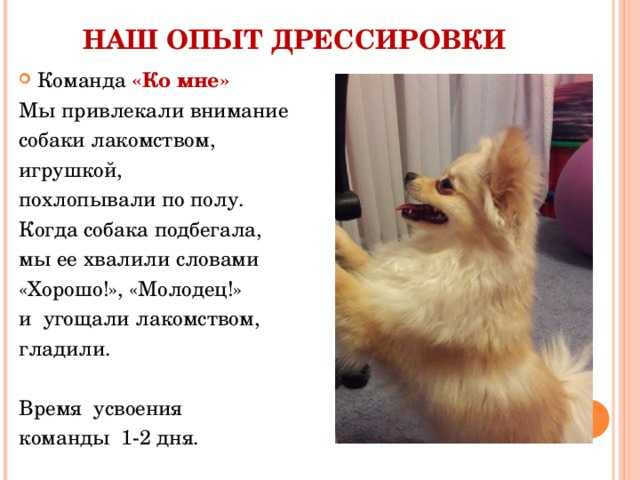 Значение алиментного щенка: юридические права и обязанности сторон в вязке