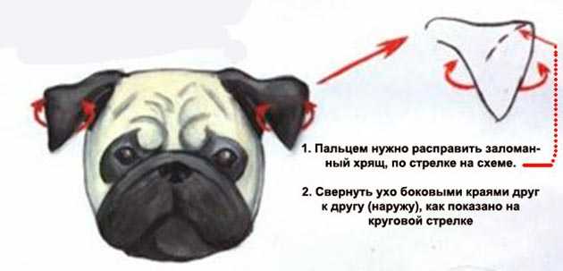 Как клеить уши щенку. почему нужно и как клеить уши мопсу? правила и инструкции - как клеить уши щенку
