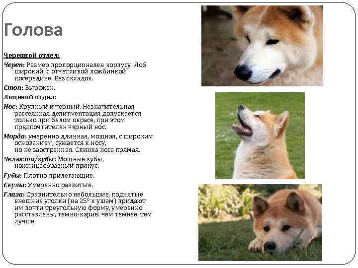 Акита-ину: описание характера, болезни, уход и содержание