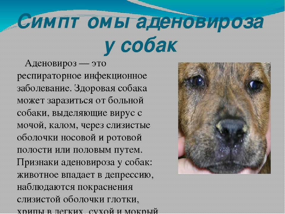 Гемолиз у собак: о причинах, симптомах и том, как лечить эту болезнь крови