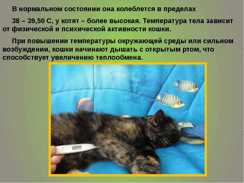 Сегодня речь пойдёт именно о пониженной температуре тела, которую ещё называют гипотермией Она характерна в основном для маленьких котят и пожилых особей