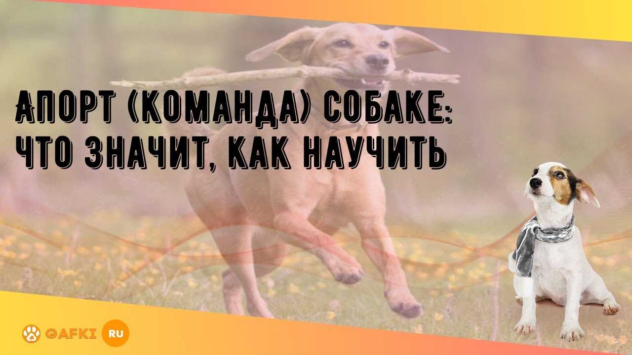 Как научить собаку команде апорт: что значит команда апорт, процесс обучения, дрессировки - dogtricks.ru