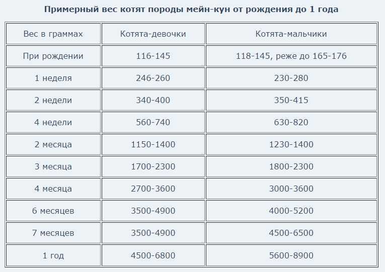 Таблица веса котенка по месяцам — сколько должен весить