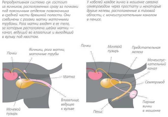Из-за чего может появиться шишка на спине у кошки?