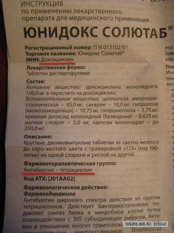 Хламидиоз у кошек, симптомы, пути передачи и лечение | дети фауны