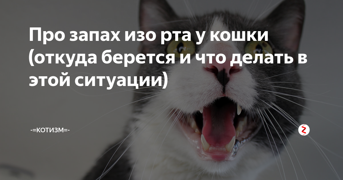 Что делать если у кота пена изо рта? причины, почему у кота идет пена изо рта