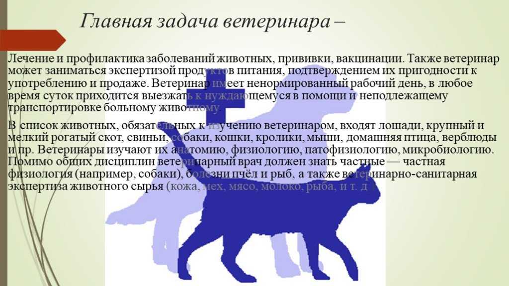 5 причин, почему кошка гадит где попало - что делать