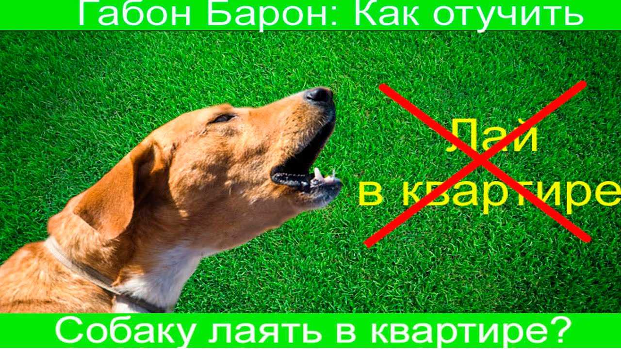 Как отучить собаку писать дома: от щенка до взрослой собаки. выявляем причины некорректного поведения