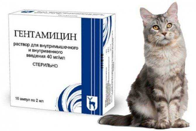 Баланопостит у кота: симптомы, способы лечения
