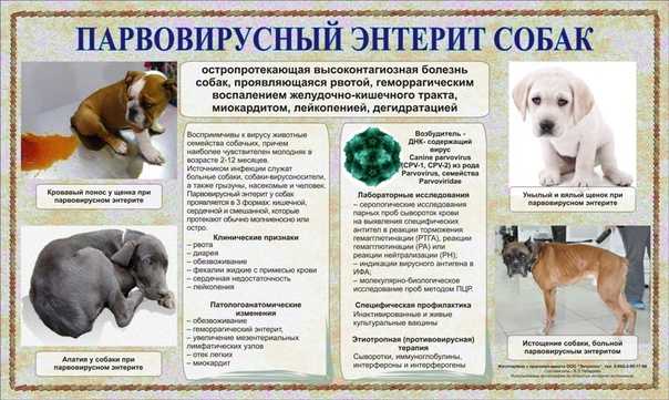 Из-за чего бывает рвота у кошки: виды, симптомы, лечение в клинике и дома, первая помощь и профилактика