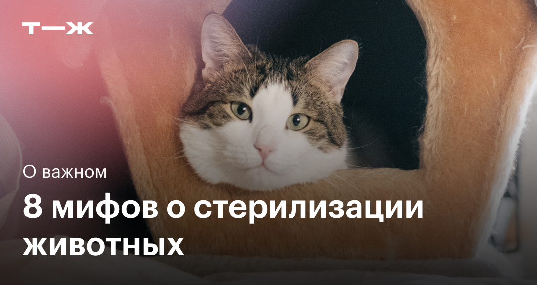 Стерилизация кошек
