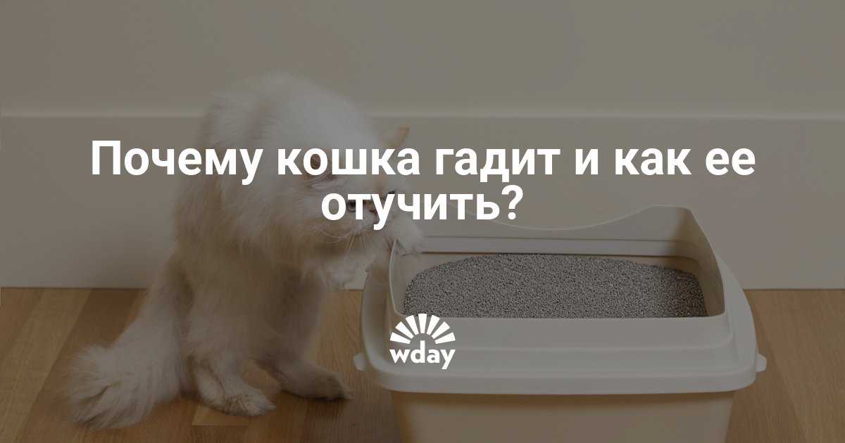 Как отучить котенка писать на кровать  - способы отучения