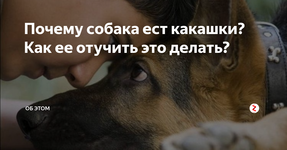 Собака ест кал: почему, чего не хватает - zoosecrets
