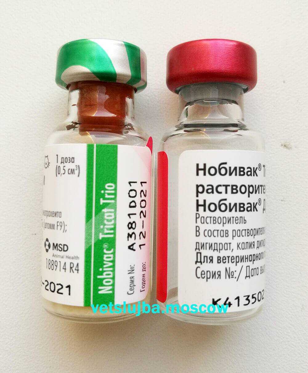 Лекарство «нобивак» для кошек: описание, инструкция по применению, противопоказания и цены