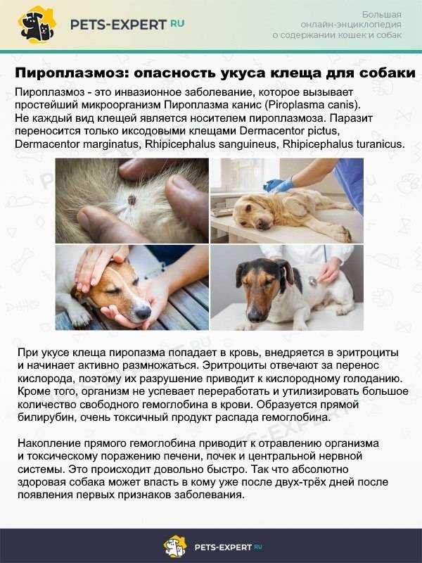 Пироплазмоз у собак: симптомы и лечение