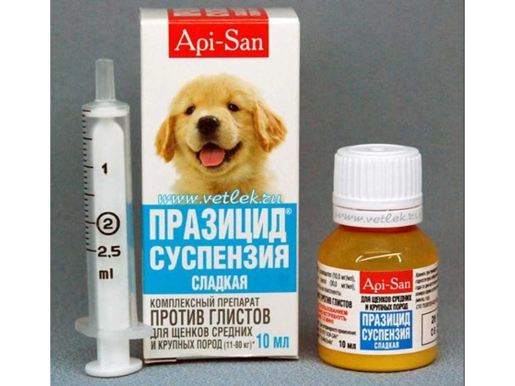 Глисты у беременной собаки: влияние на потомство, какие средства можно использовать