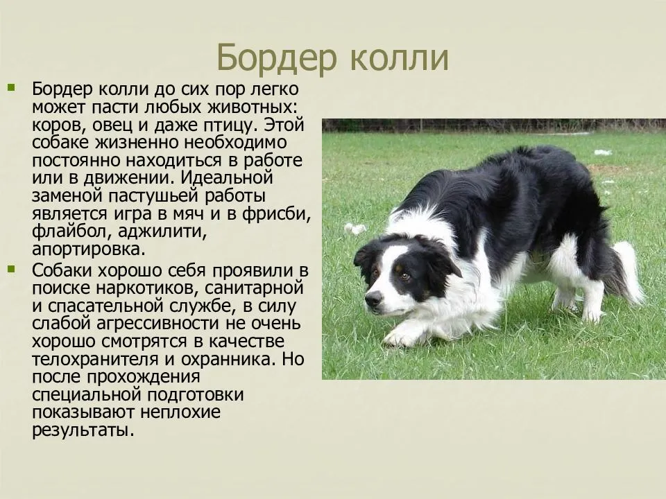 Французская овчарка (босерон)