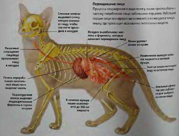 Распространённые болезни у кошек: симптомы и лечение