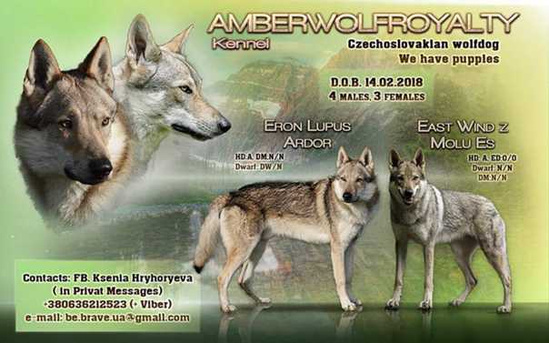 Чешский волчак — czech wolfdog