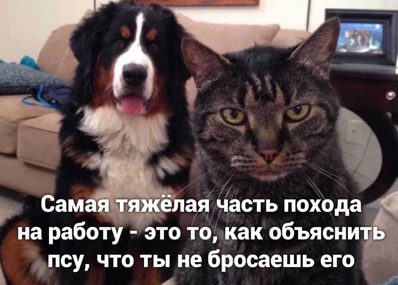 Приемы установления лидерства в отношениях с собакой - мастер пёс