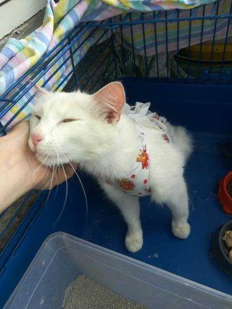 Кот после кастрации