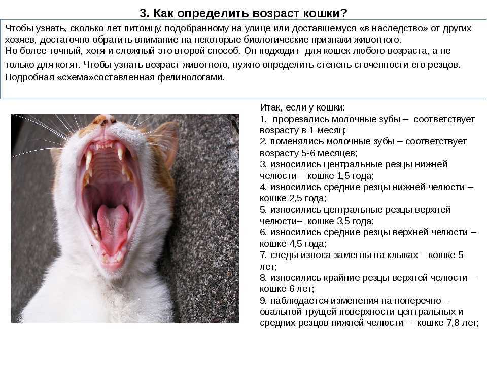 Смена зубов у кошек, какие могут быть осложнения?