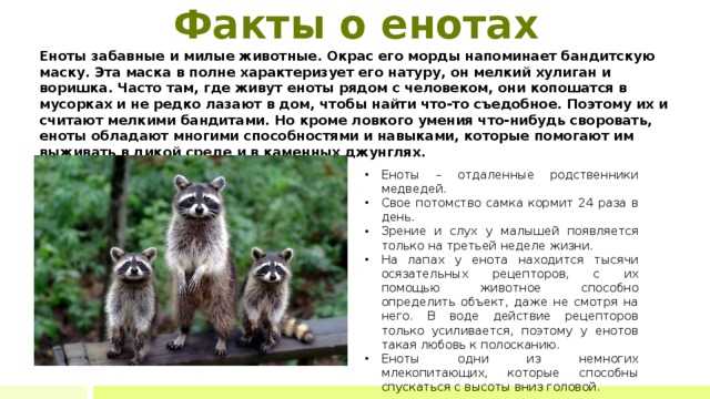 Енот-полоскун | meduza4u